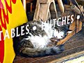 Picture Title - Coon cat naping in Antique store window