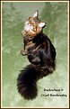 Picture Title - Buckwheat II