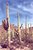 Desert Sentinels-Saguaro National Monument, Az