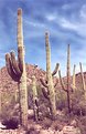 Picture Title - Desert Sentinels-Saguaro National Monument, Az