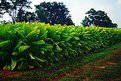 Picture Title - GROWING IN THE FIELD