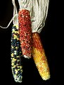 Picture Title - Indian Corn