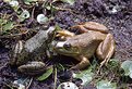 Picture Title - Discussion in the Pond