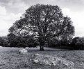 Picture Title - Old Tree at Stanton Drew