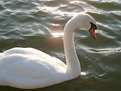 Picture Title - The Swan Princess..