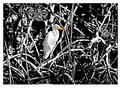 Picture Title - White Egrette