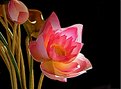 Picture Title - Lotus1