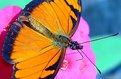Picture Title - Orange lepidoptera, extreme close-up