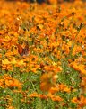 Picture Title - Wildflowers &  Butterfly