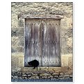 Picture Title - Le Chat Noir