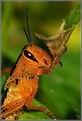 Picture Title - Grasshopper Nymph