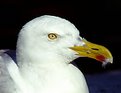 Picture Title - Herring Gull