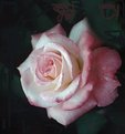 Picture Title - Pink Rose