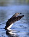 Picture Title - Red-Throated Loon