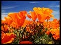 Picture Title - Poppies