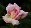 Picture Title - Polychrome Rose