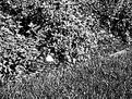 Picture Title - can you see that butterfly?