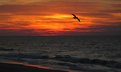 Picture Title - A Seagulls Sunrise Flight