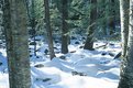 Picture Title - Snowy Woods