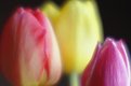 Picture Title - Tulips