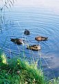 Picture Title - synchronous swimming