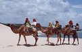 Picture Title - camels and sea