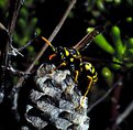 Picture Title - Wasp