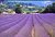 Lavender field, Gordes, Provence