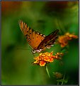 Picture Title - Gulf Fritillary