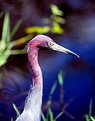 Picture Title - Tri-color Heron