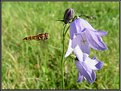 Picture Title - Flying Flower-Fly