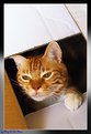 Picture Title - Cat by FedEx