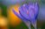 Crocuses