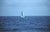 SailBoat on Ocean at Santa Monica Beach