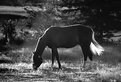 Picture Title - Early Morning Horse