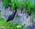 Picture Title - Tri - Color Heron