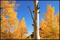 Picture Title - colorado aspens