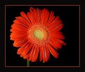 Picture Title - Flower in Red