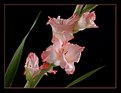 Picture Title - Gladiolis