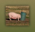 Picture Title - pig in a tub