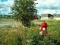 Picture Title - Tree and Hydrant