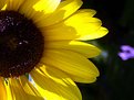 Picture Title - Sunflower