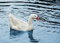 Picture Title - White Goose