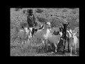 Picture Title - Boy with Goats