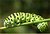 Caterpillar (Papilio machaon)