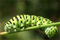 Picture Title - Caterpillar (Papilio machaon)