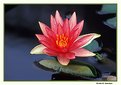 Picture Title - Water Lily (s1257)