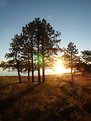 Picture Title - Trees and Sun