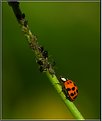 Picture Title - Lady Bug and Aphids