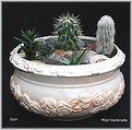 Picture Title - Cacti
